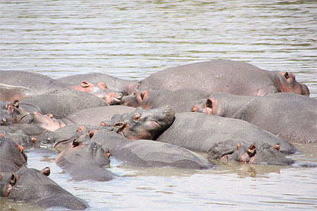 Hippopotames