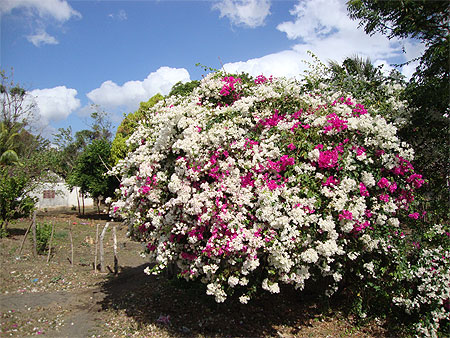 Bougainvillée