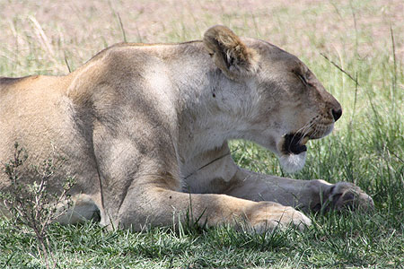 Lionne