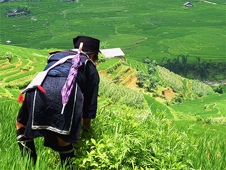 Hmong noire dans les rizières - Sapa, Vietnam