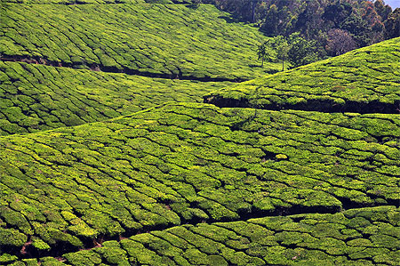 Plantations de thé