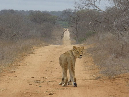 Lionne abasourdie ?