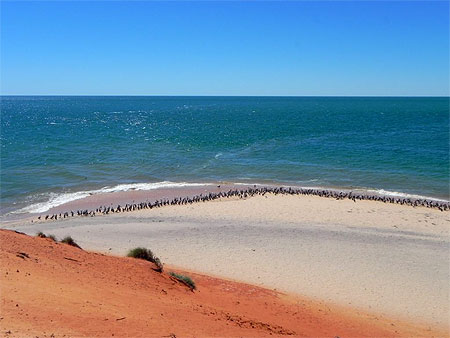 Réunion de cormorans sur la plage