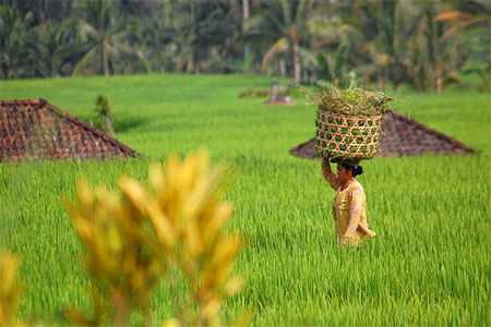 Rizière à Bali 