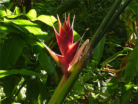Jardin botanique