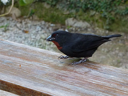 Oiseau de compagnie