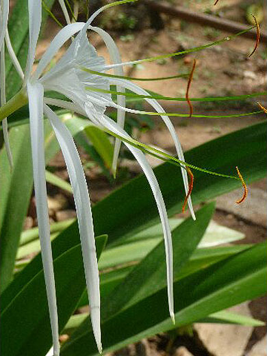 Crinum asiaticum