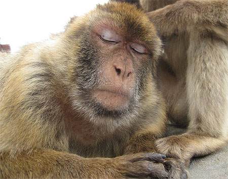 Le Grand Maître Singe
