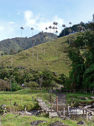 Valle de Cocora