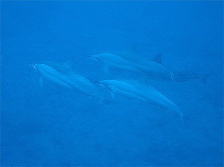Dauphins