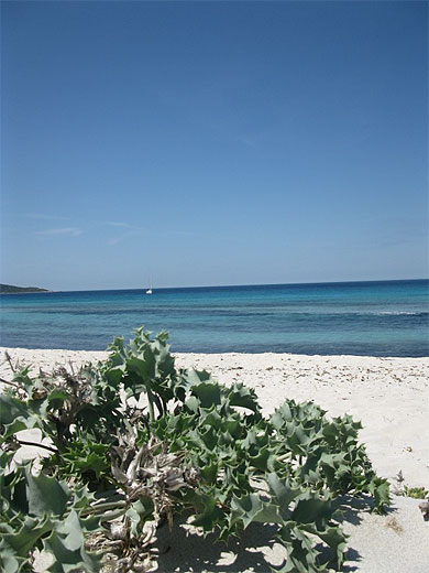 Plage de Saleccia