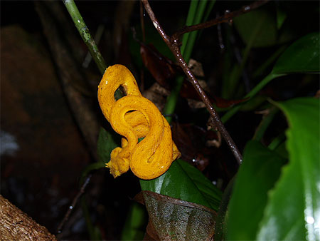 Bothriechis schlegelii