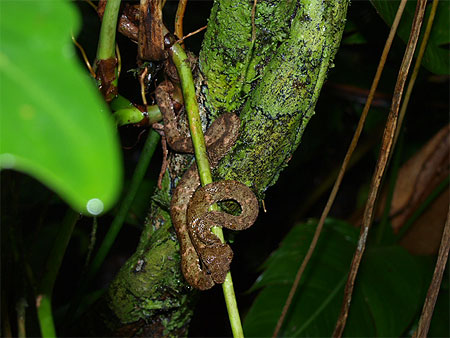 Bothriechis schlegelii