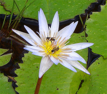 Nénuphar convoité