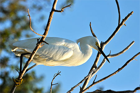 Aigrette à la réserve d'oiseaux sauvages