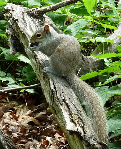 A Squirrel in Central Park...
