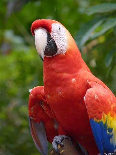 Ara de Copan