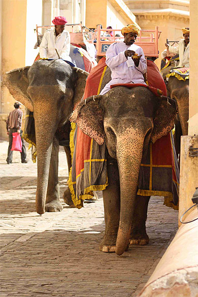 Série d'éléphants