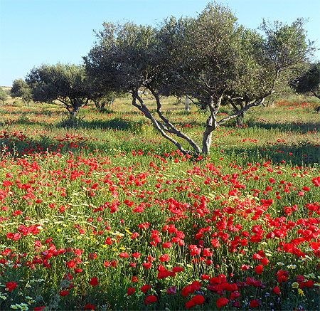 Olives au pavot