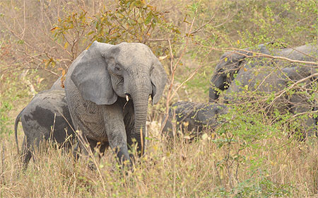 Eléphants