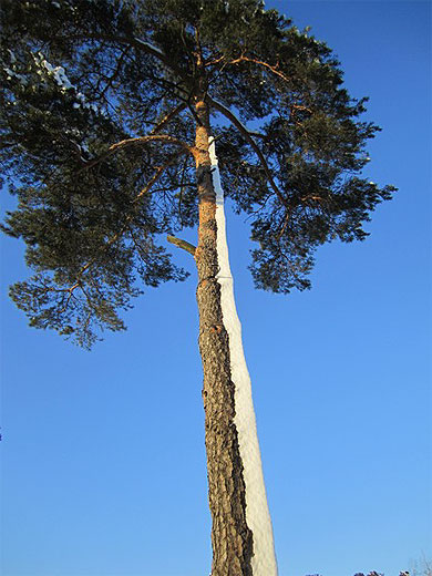 Arbre enneigé