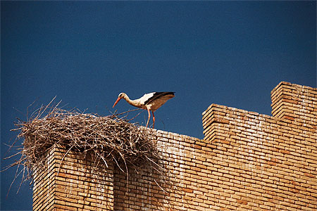 Cigogne à Alfaro