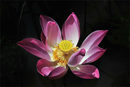 Fleur de lotus