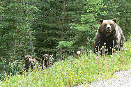 Grizzlis