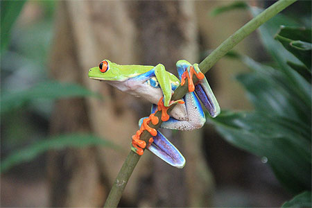 Emblême du Costa Rica