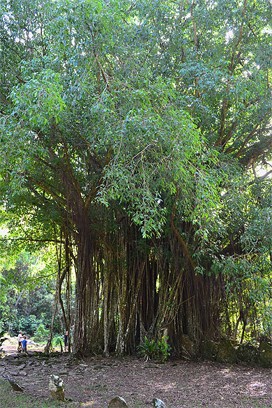 Banian gigantesque