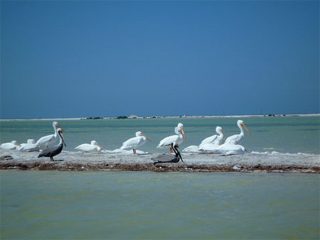 Los mangrove