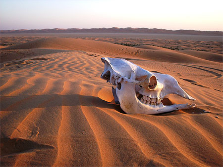Crâne de dromadaire et sable à perte de vue