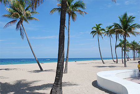 Plage et palmiers