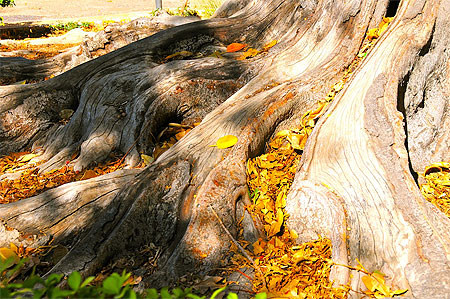 Arbre centenaire à Séville