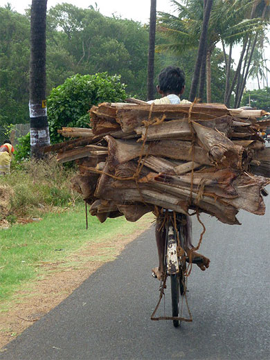 Transport de cannelle