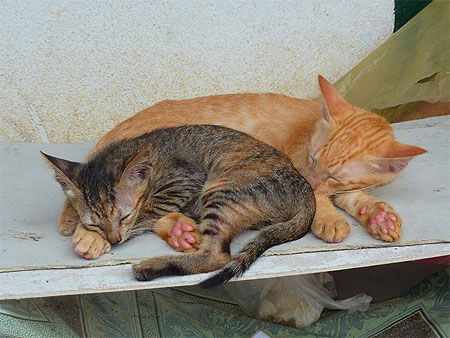 Sieste