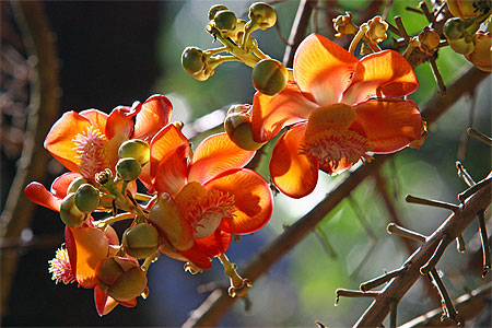 Couroupita guianensis