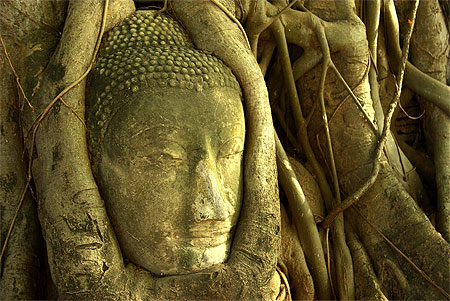 Bouddha enraciné