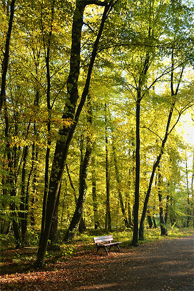 Forêt mosellane