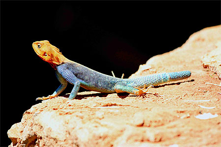 Lézard agama