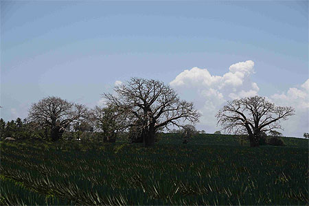 Cisales et Baobabs