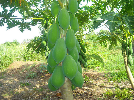 Papaye de Santa Clara