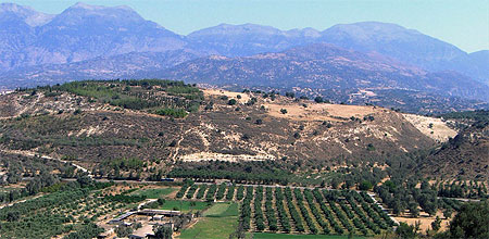 Champs d' oliviers