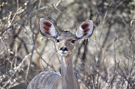 Impala