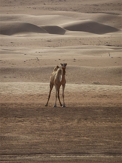 Camel