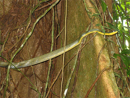 Serpent