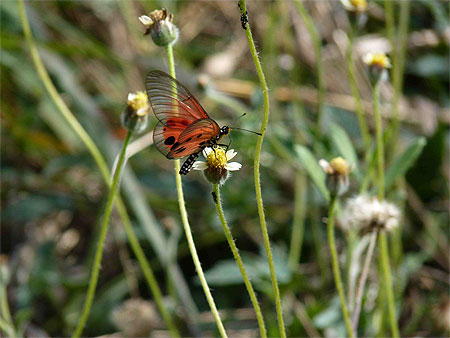 Papillon - Nature