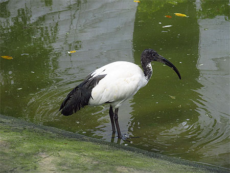Ibis sacré