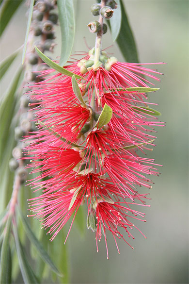 Fleur à Yanahuara