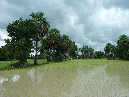 La campagne près d'Angkor